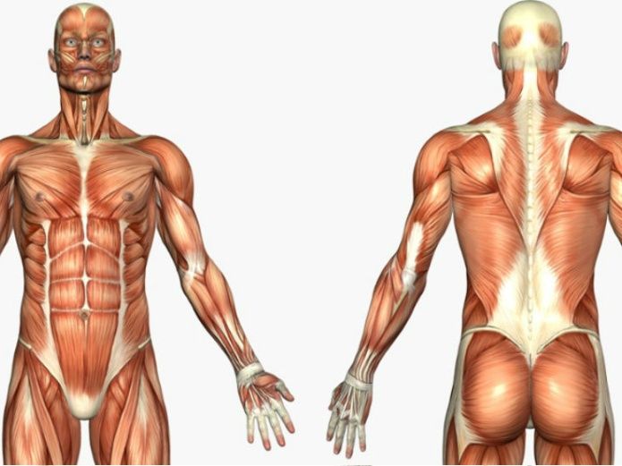 Partes Del Cuerpo Humano Cursos Online Web