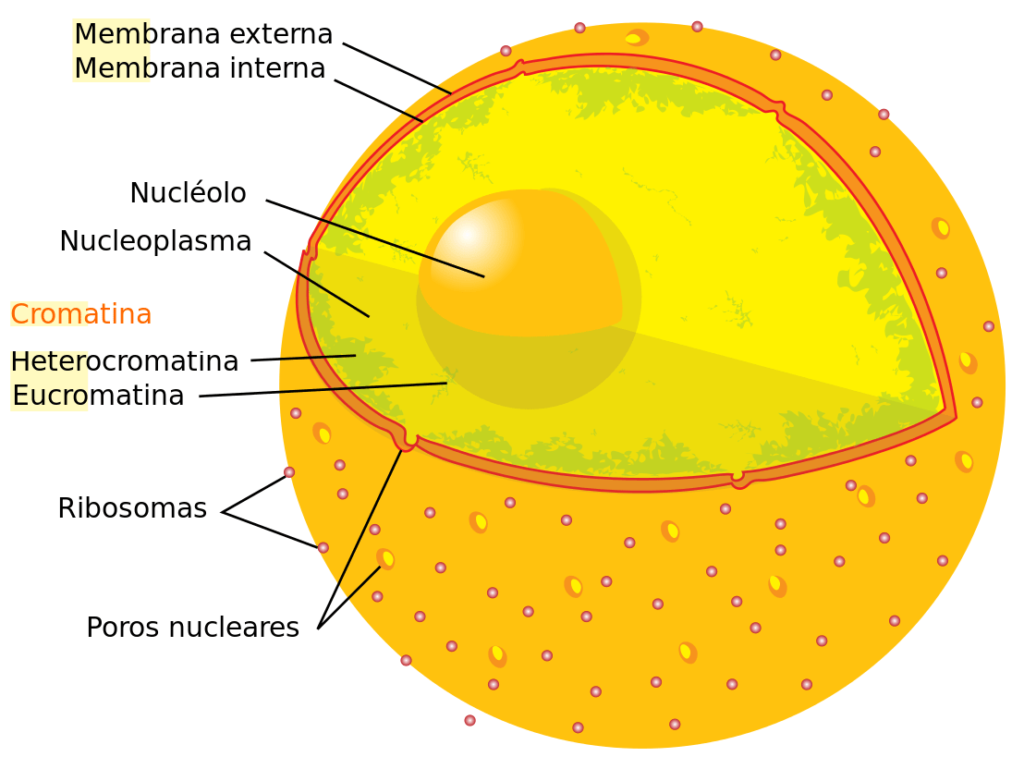 Funciones del núcleo celular