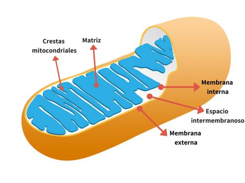 Funciones De Las Mitocondrias Cursos Online Web