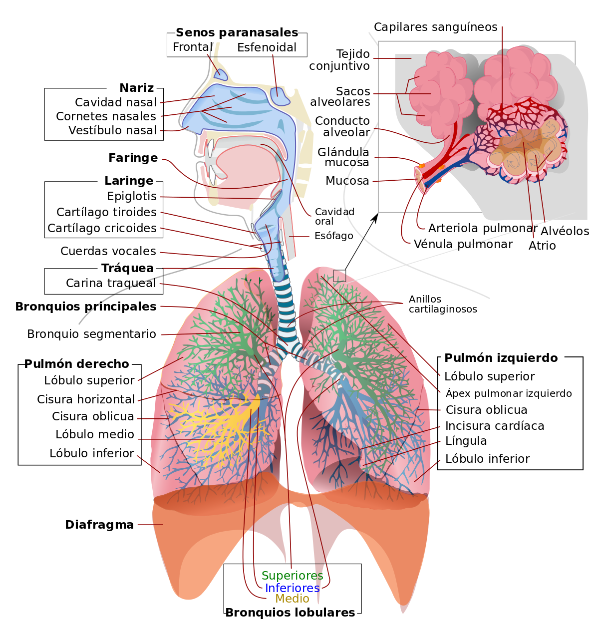Example Mapa Mental Del Sistema Respiratorio Png Mapa Mentos Cloobx