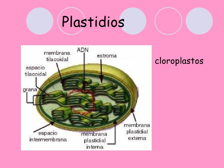 Diagrama De Plastidios Em Celulas Vegetais CELULA VEGETAL RESINA