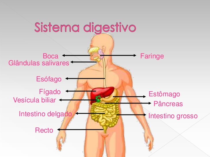 Funcion Del Sistema Digestivo Humano Cursos Online Web 7546