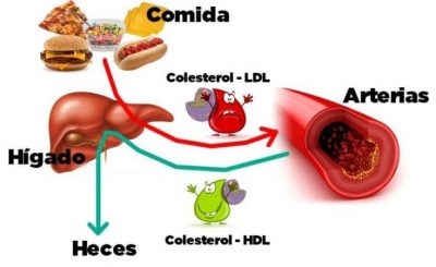 Estructura del colesterol | Cursos Online Web