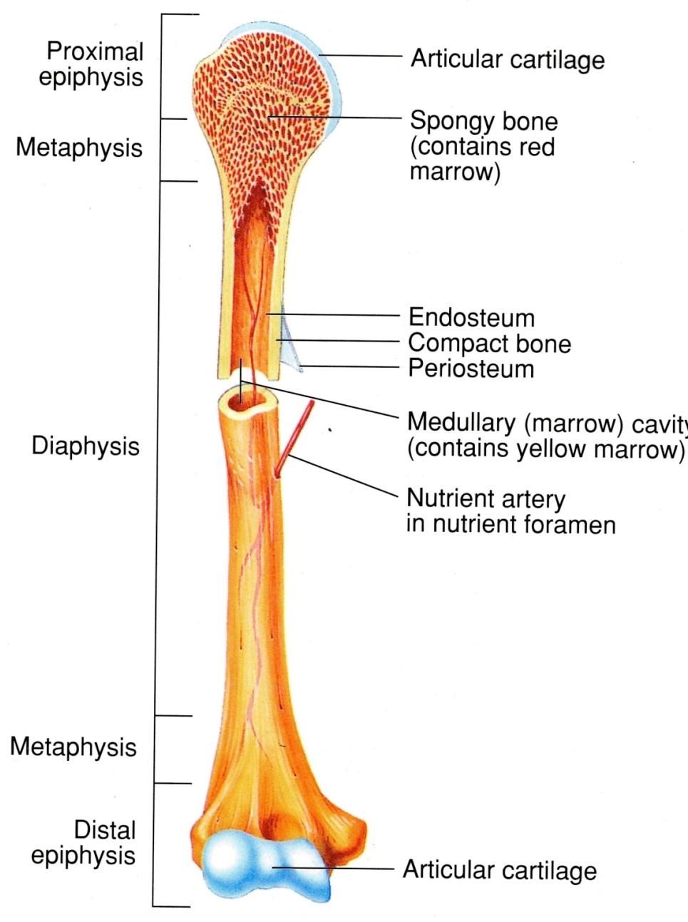 Estructura De Los Huesos Del Cuerpo Humano