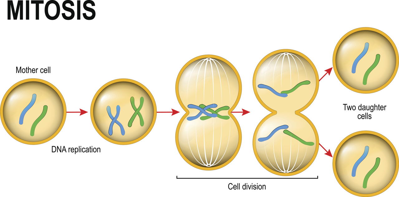  Qu Es La Mitosis 