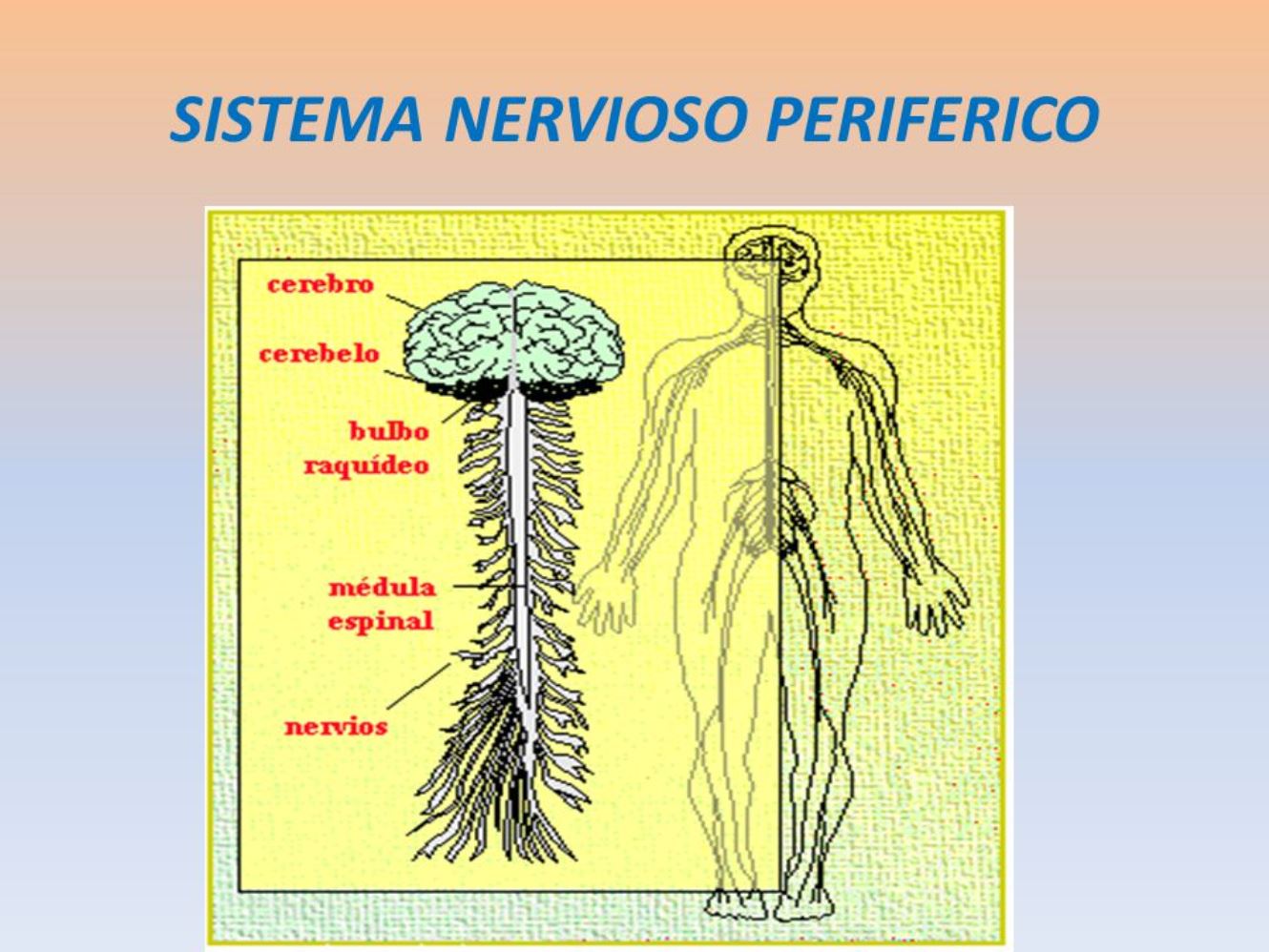 Sistema Nervioso Central Y Periférico Cursos Online Web 