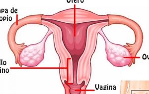 Partes Del Aparato Reproductor Femenino