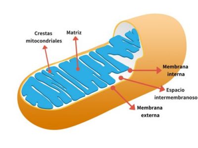 Funciones De Las Mitocondrias