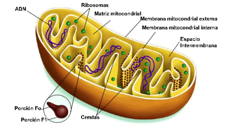Funciones de las mitocondrias | Cursos Online Web