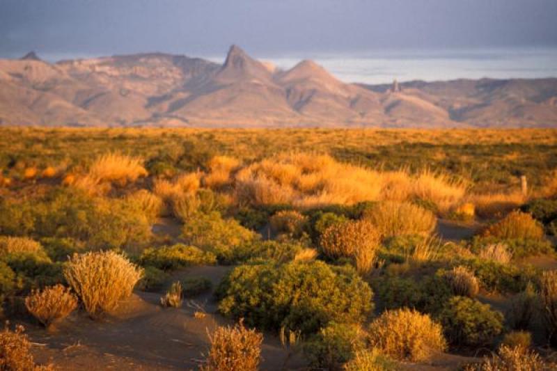 Flora y fauna del desierto | Cursos Online Web