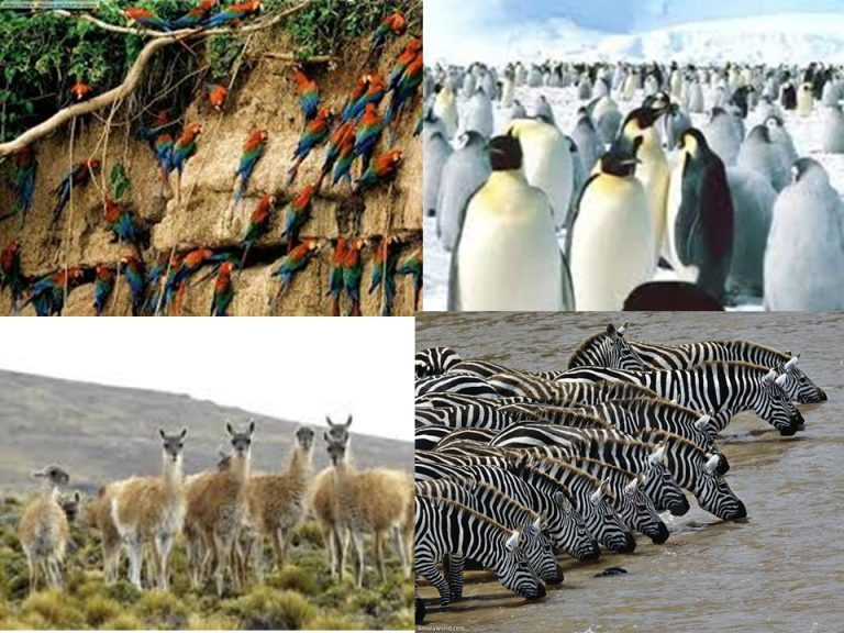 Niveles de organización de la ecología