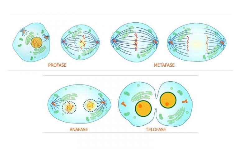 Etapas De La Mitosis Cursos Online Web 4407