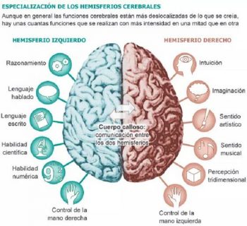 Funciones de los Hemisferios Cerebrales