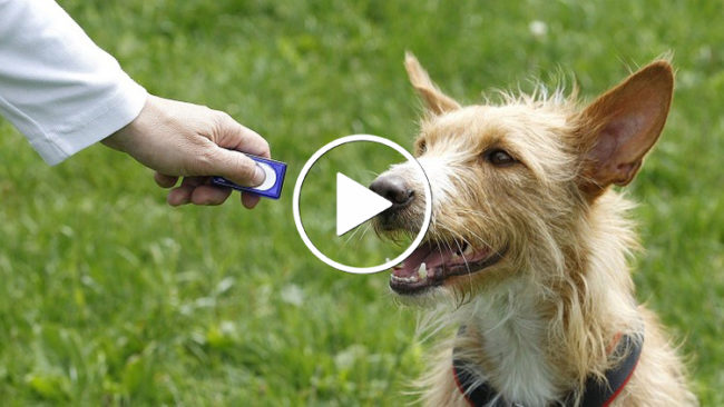 Adiestramiento canino: introducción al clicker training