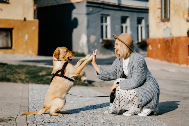 Adiestramiento canino