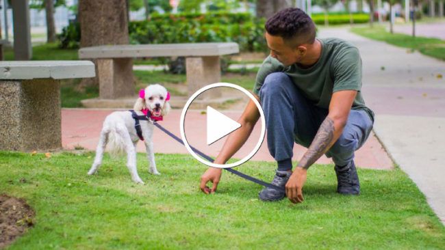 Adiestramiento y entrenamiento físico canino