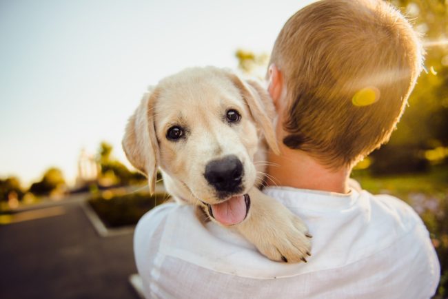 Animales domésticos: perros