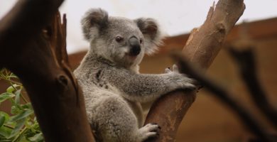 Rasgos del koala
