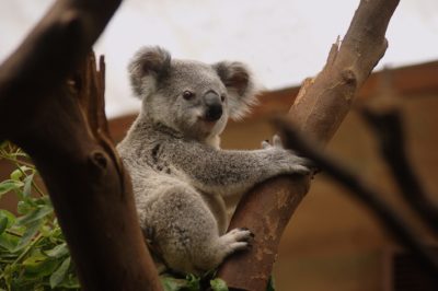 Rasgos del koala