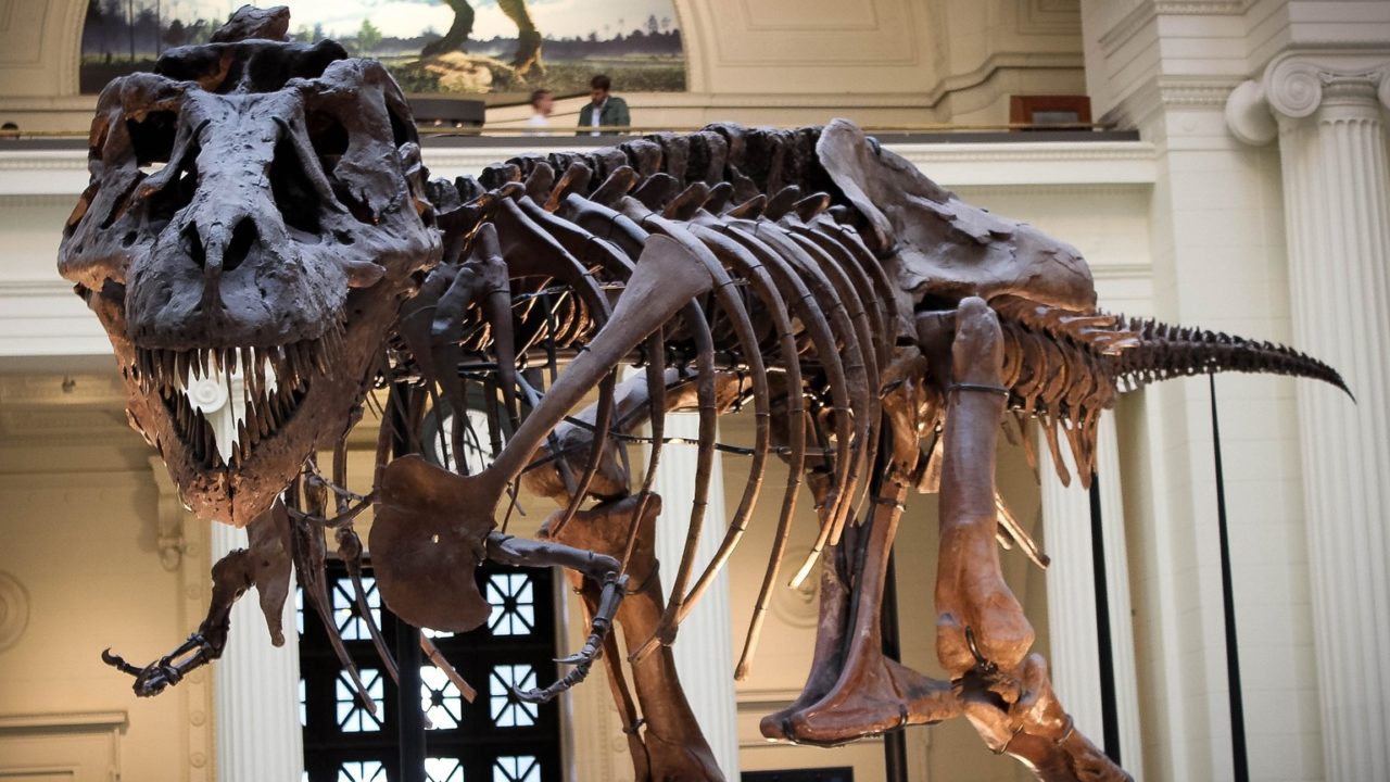 Tiranosaurio esqueleto
