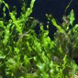 chlorophyta-o-algas-verdes