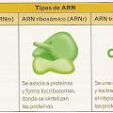Tipos de ARN (1)