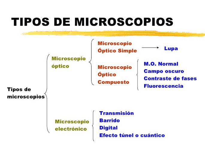 Departamento España guisante El microscopio | Tipos y definicion