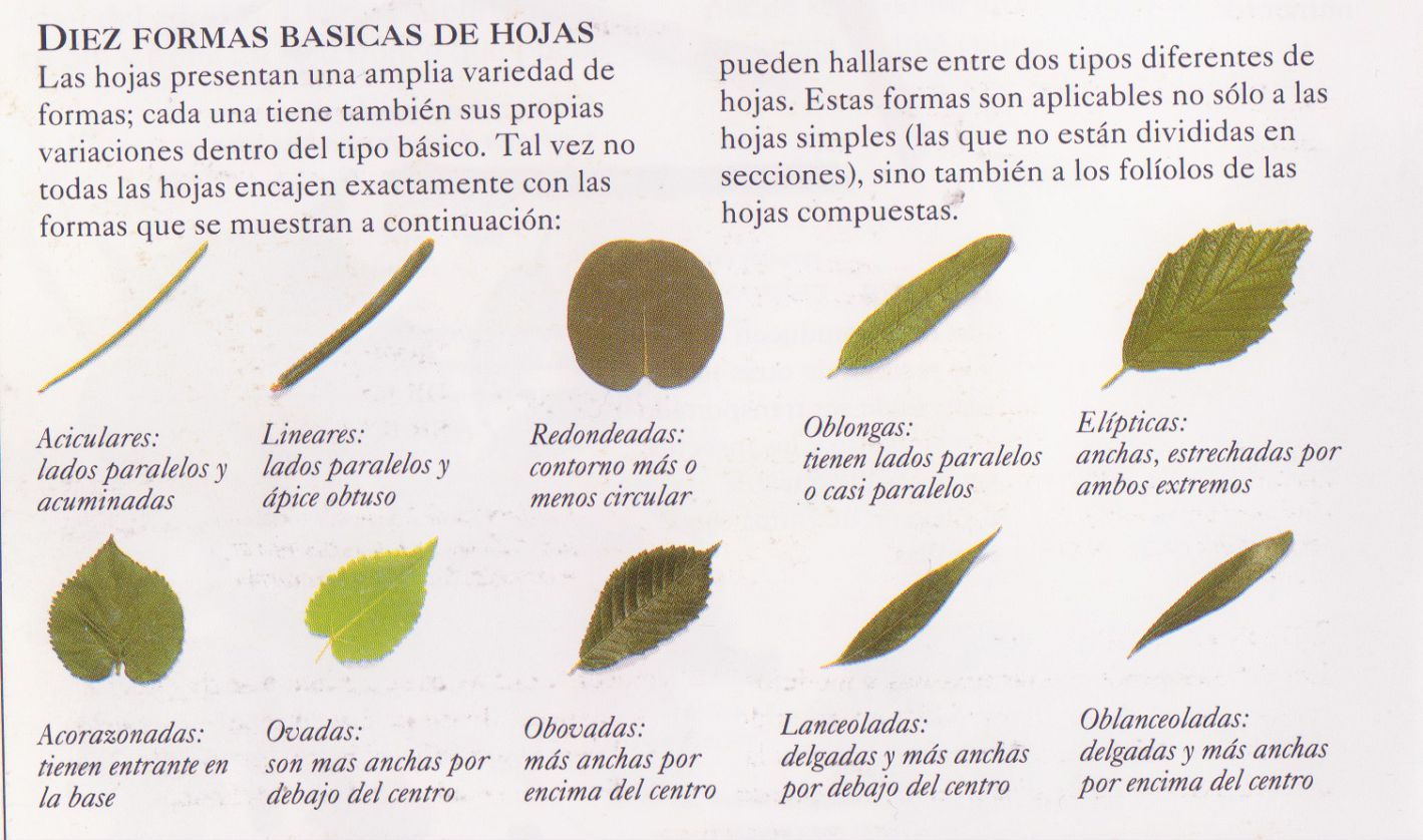 Clasificacion De Las Hojas Tipos De Hojas WMPVD