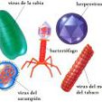 Tipos de virus