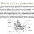 tipos de insectos