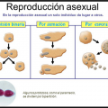 tipos de reproducción asexual
